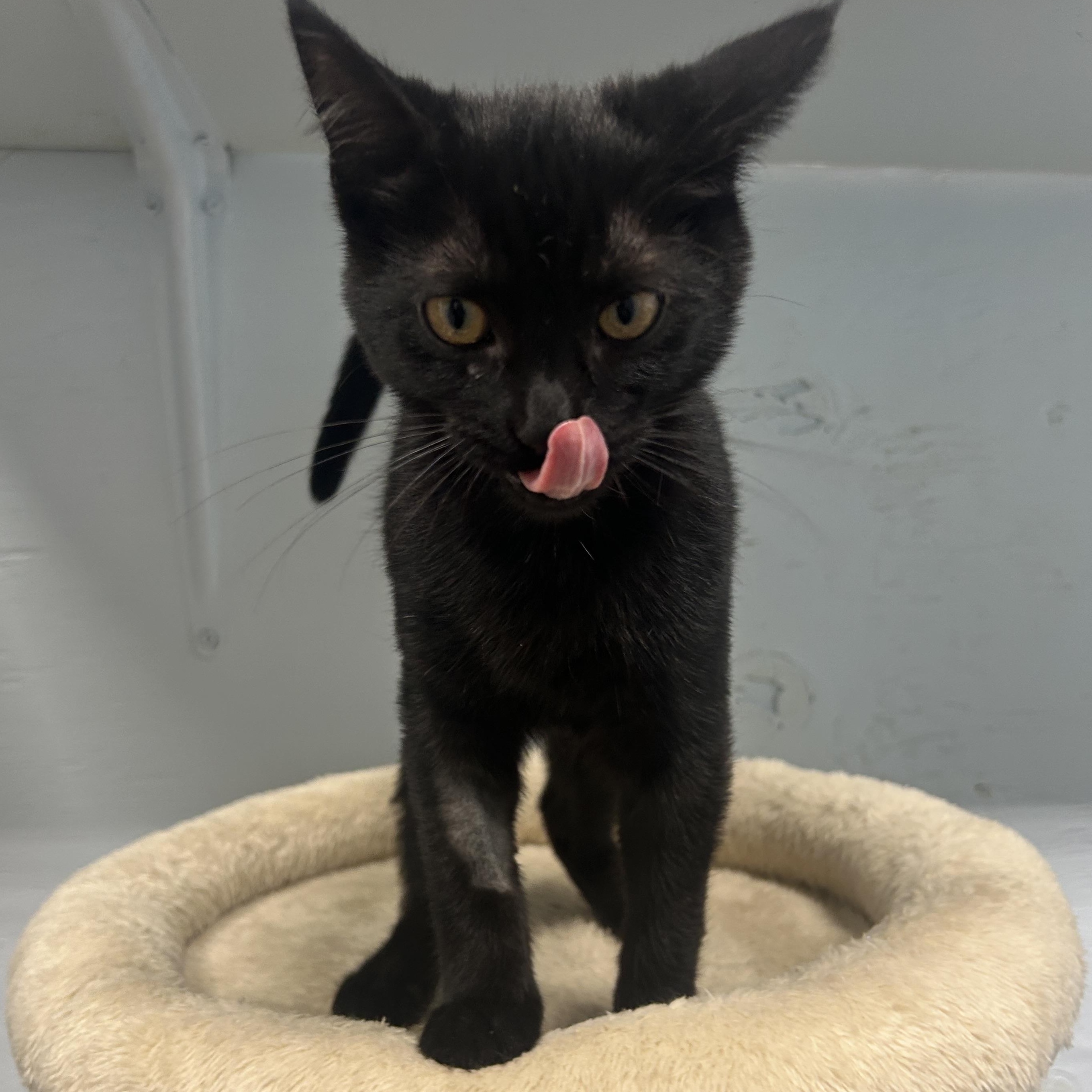 Enlarge Hollyhock, a Adoptable Domestic Short Hair in Mission, BC image 2/3