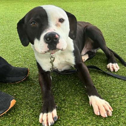 Poky, Adoptable, Adult Male Terrier & Mixed Breed.