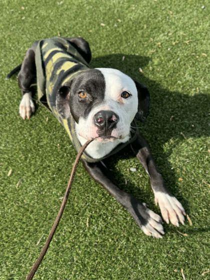 Enlarge Poky, a Adoptable mixed breed in Gastonia, NC image 2/3