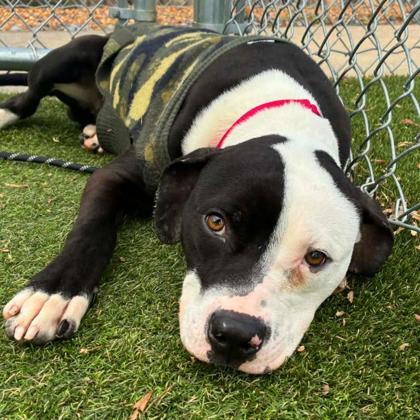 Enlarge Poky, a Adoptable mixed breed in Gastonia, NC image 3/3