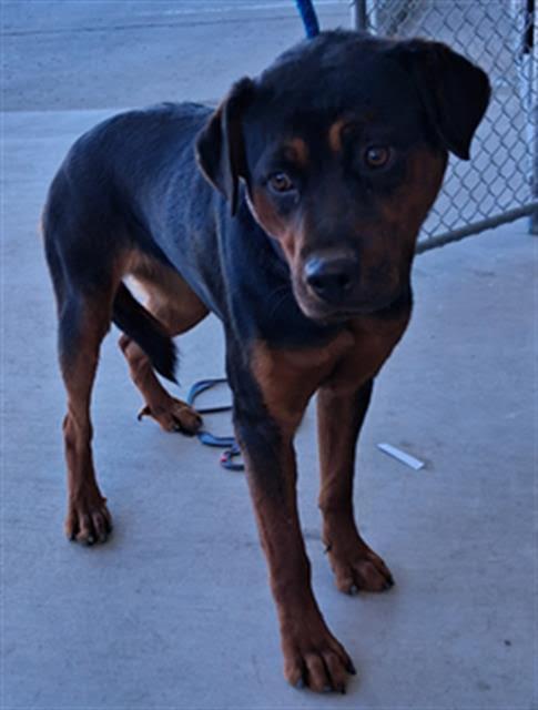 Tabitha -- URGENT!!, Adoptable, Young Female Rottweiler.