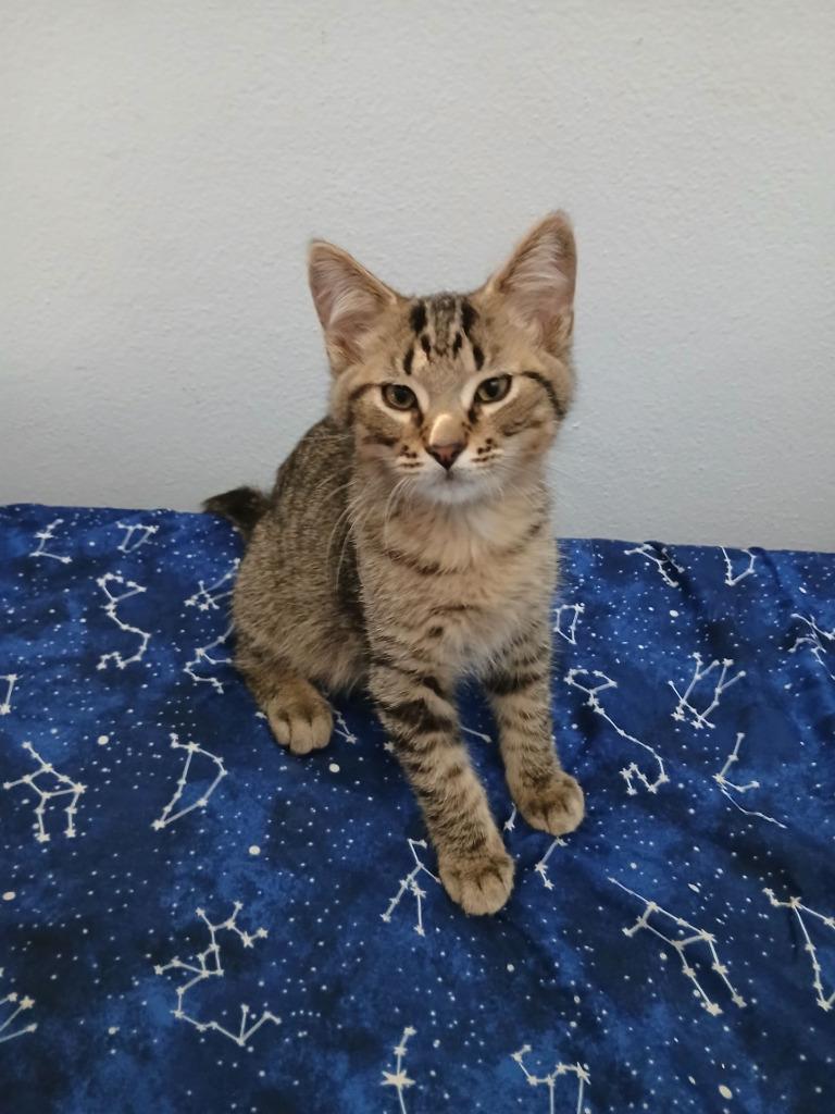 Mufasa, Adoptable, Kitten Male Domestic Short Hair.