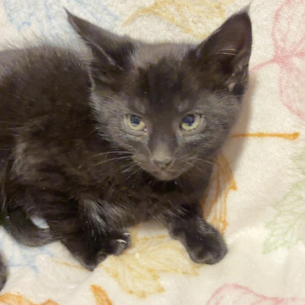 Malfoy, Adoptable, Kitten Male Domestic Short Hair.