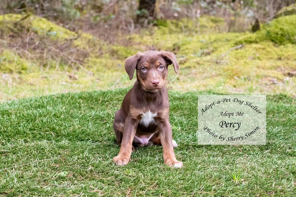 Enlarge PERCY, a Adoptable mixed breed in Shelton, WA image 1/6