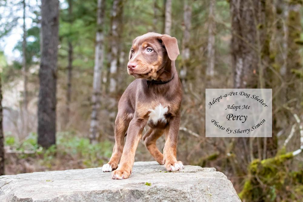 Enlarge PERCY, a Adoptable mixed breed in Shelton, WA image 5/6
