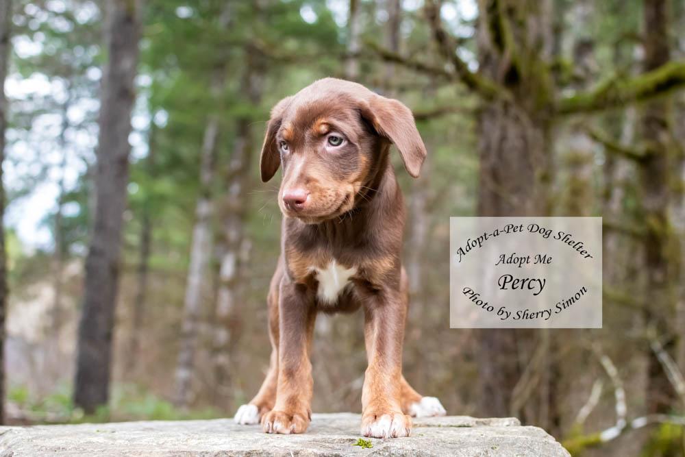 Enlarge PERCY, a Adoptable mixed breed in Shelton, WA image 2/6