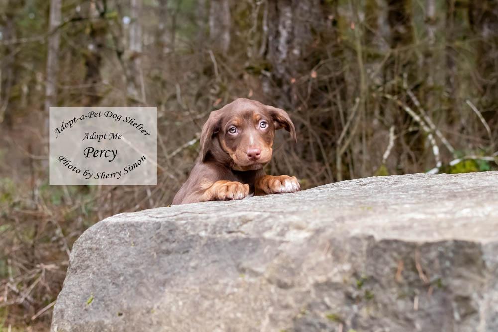 Enlarge PERCY, a Adoptable mixed breed in Shelton, WA image 4/6