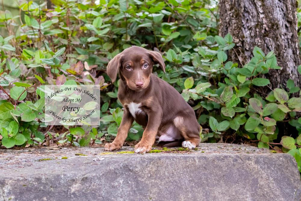 Enlarge PERCY, a Adoptable mixed breed in Shelton, WA image 6/6