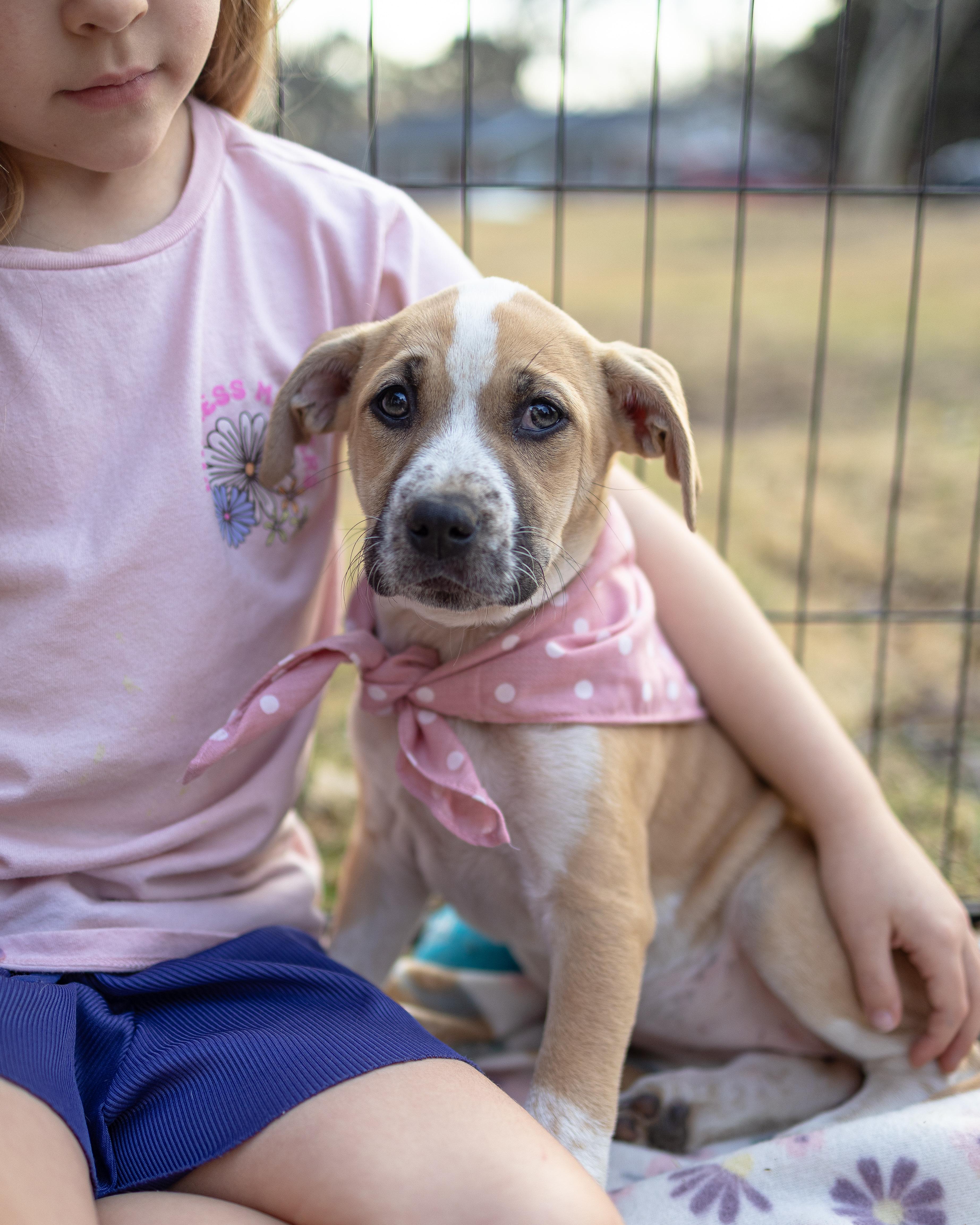 Enlarge Daisy, a Adoptable mixed breed in Brattleboro , VT image 2/6