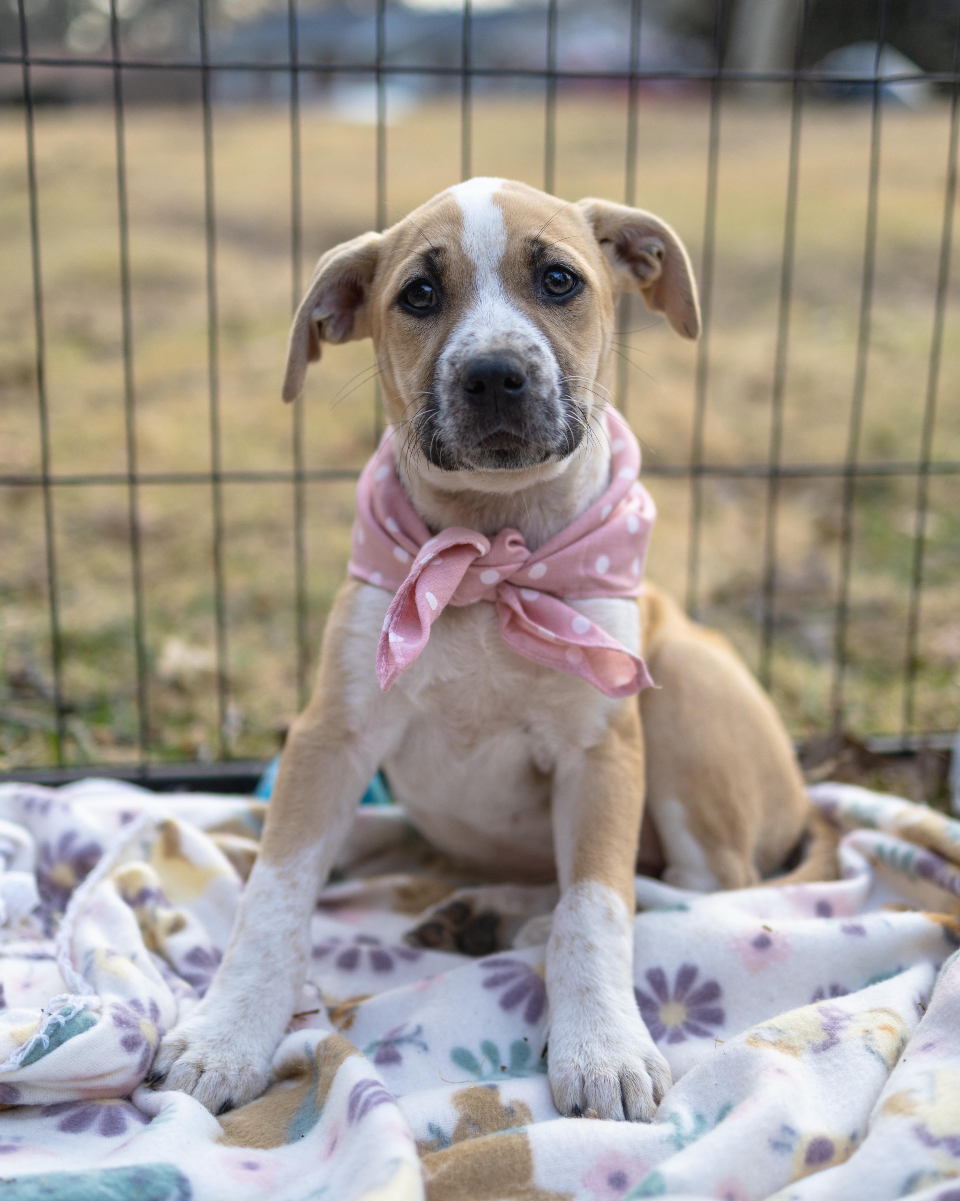 Enlarge Daisy, a Adoptable mixed breed in Brattleboro , VT image 6/6