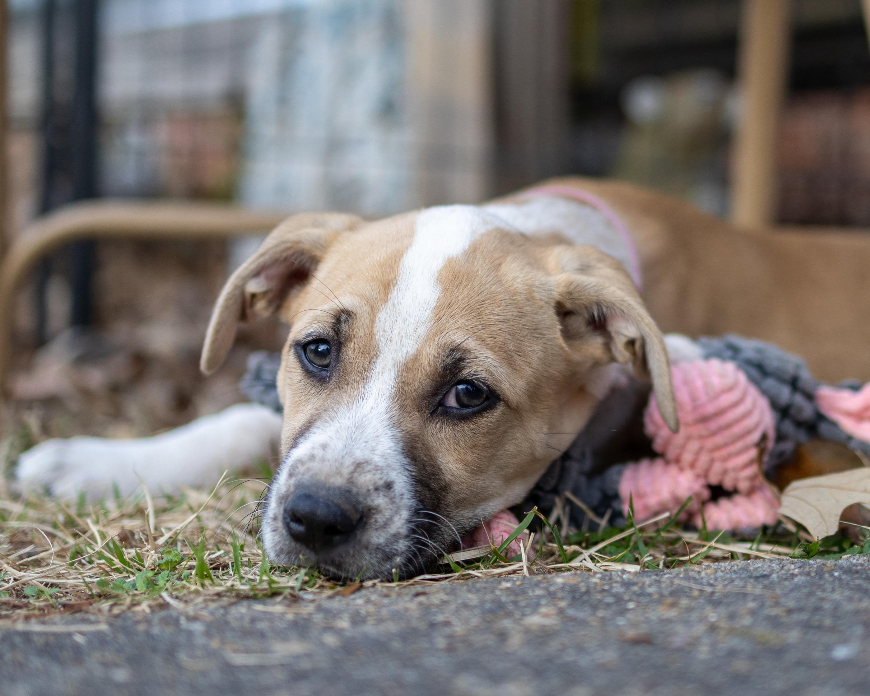 Enlarge Daisy, a Adoptable mixed breed in Brattleboro , VT image 4/6