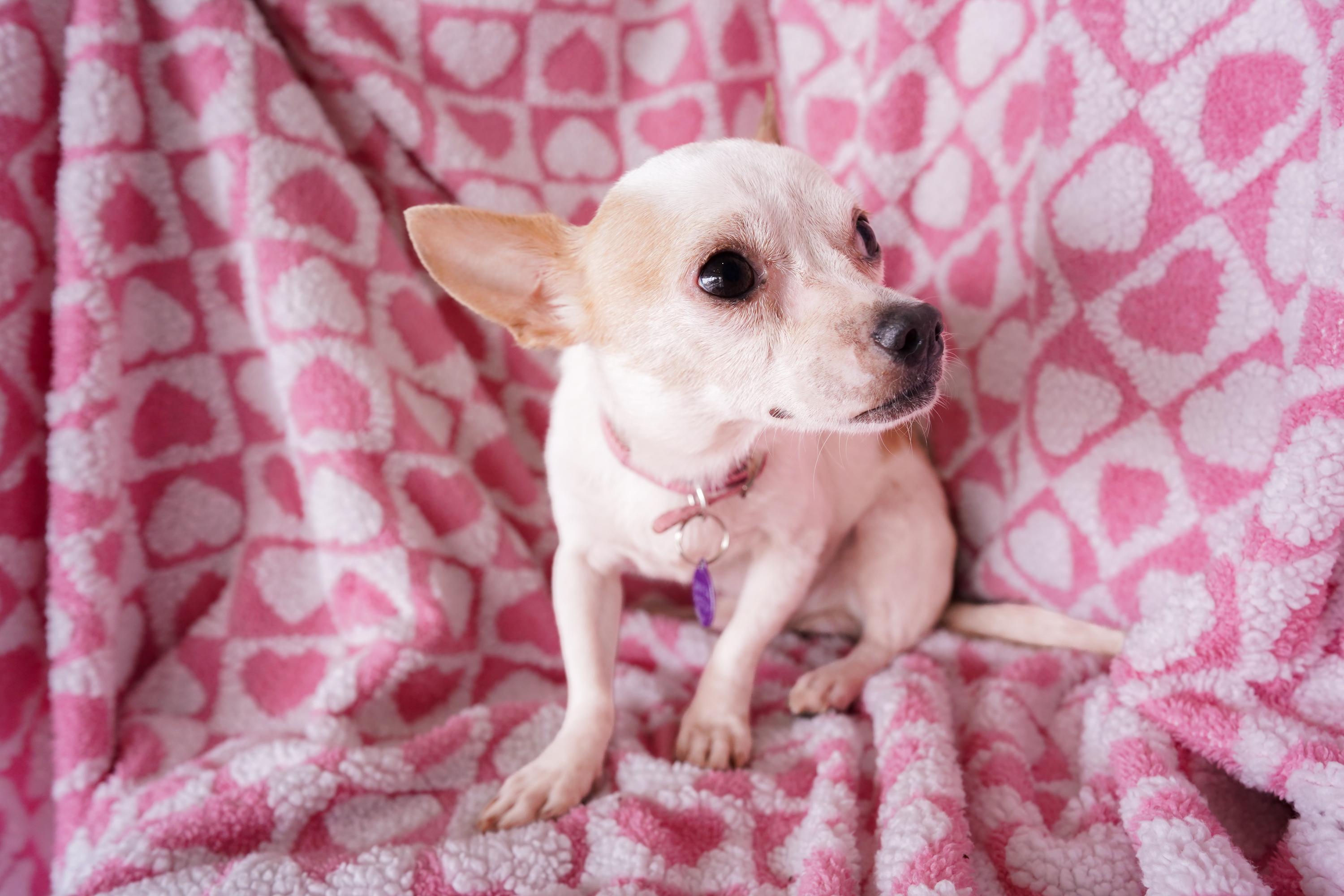 Enlarge Pico, a Adoptable mixed breed in San Antonio, TX image 3/4