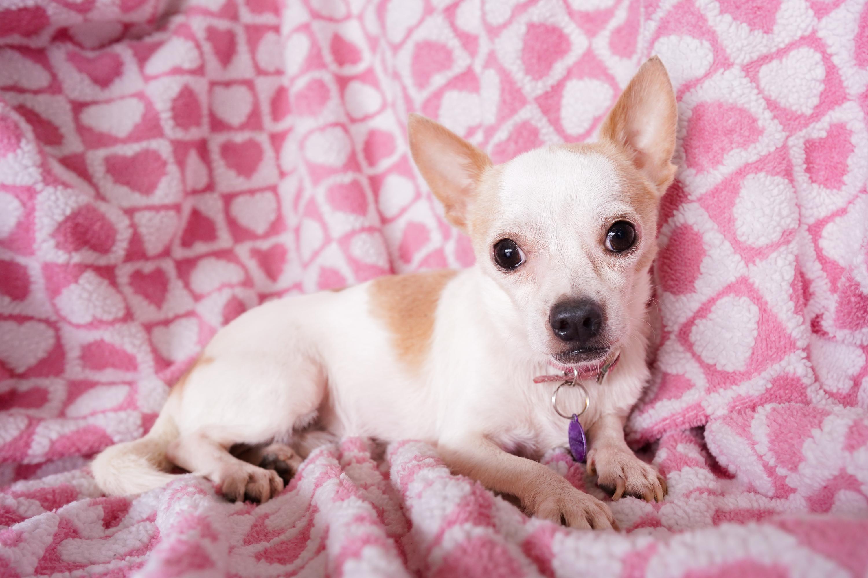 Enlarge Pico, a Adoptable mixed breed in San Antonio, TX image 1/4