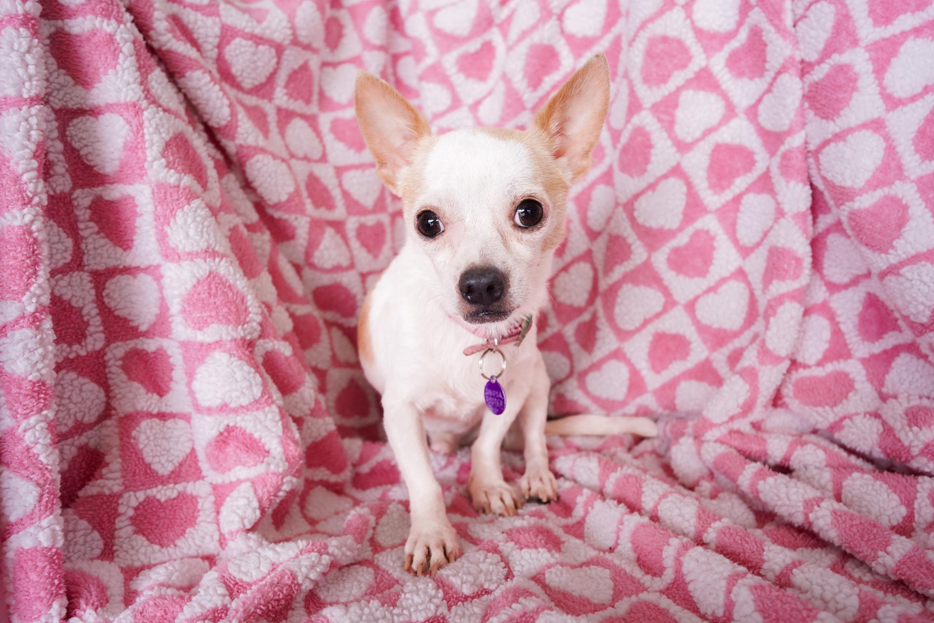 Enlarge Pico, a Adoptable mixed breed in San Antonio, TX image 4/4