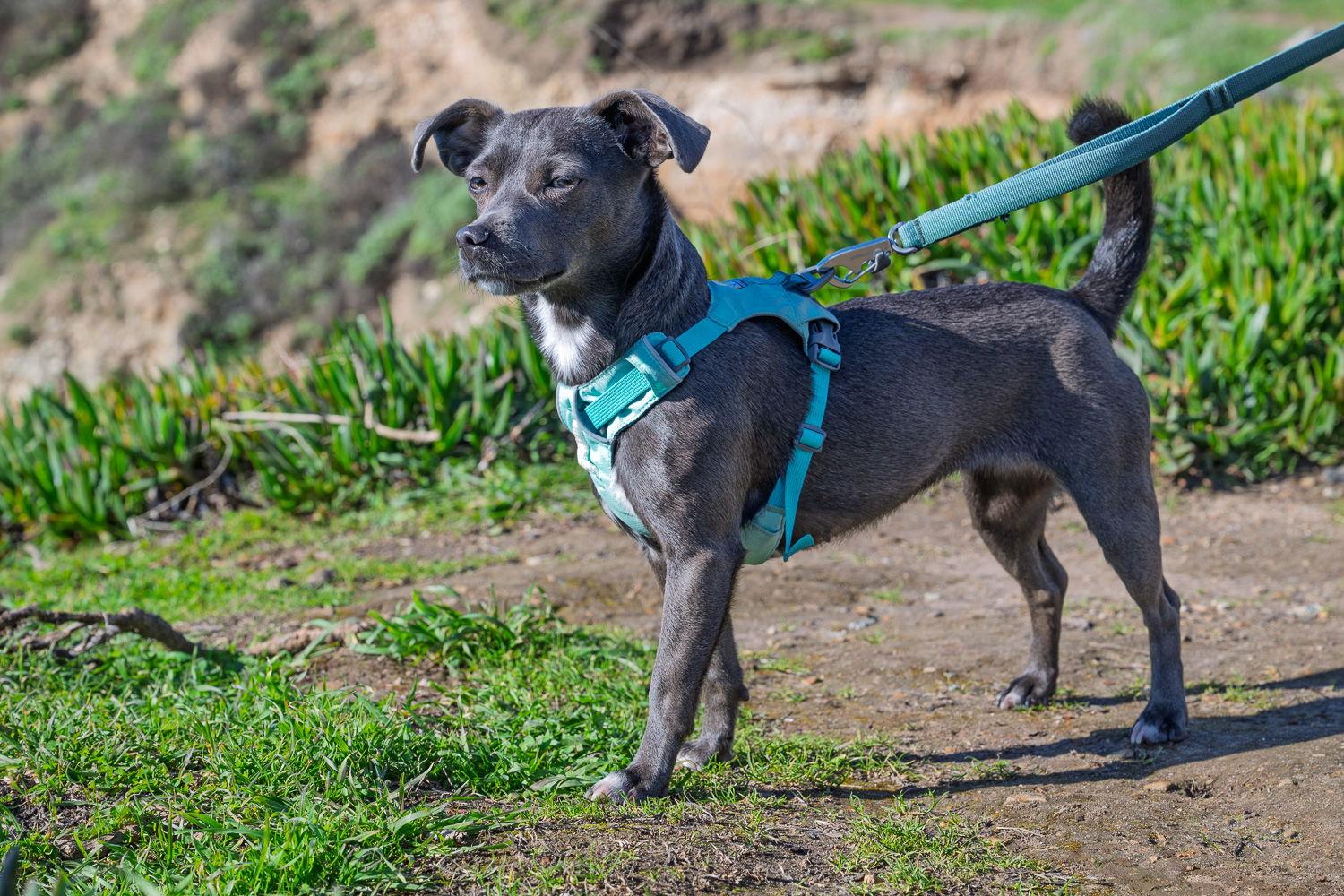 Glinda, a Adopted mixed breed in San Francisco, CA image 2/3