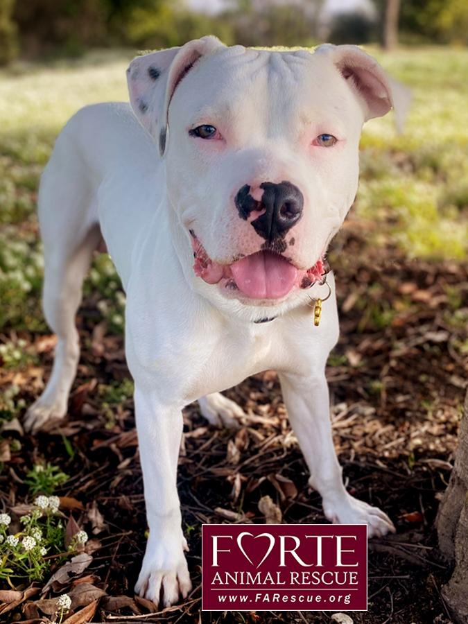 Meelo, ADOPTABLE, Young Male American Staffordshire Terrier.