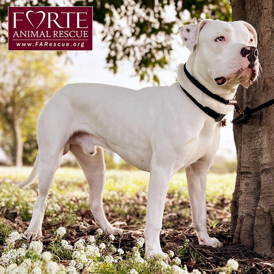 Enlarge Meelo, a ADOPTABLE mixed breed in Marina Del Rey, CA image 2/4