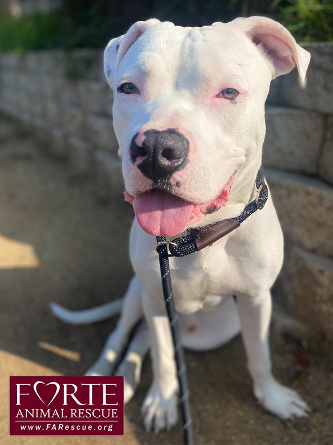 Enlarge Meelo, a ADOPTABLE mixed breed in Marina Del Rey, CA image 4/4