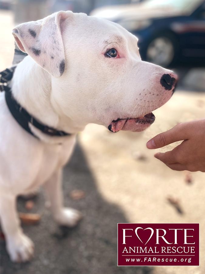 Enlarge Meelo, a ADOPTABLE mixed breed in Marina Del Rey, CA image 3/4