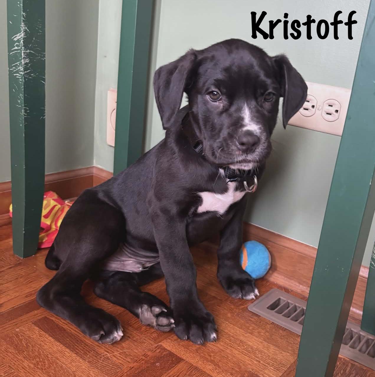 Kristoff, adopted, Young Male Labrador Retriever.