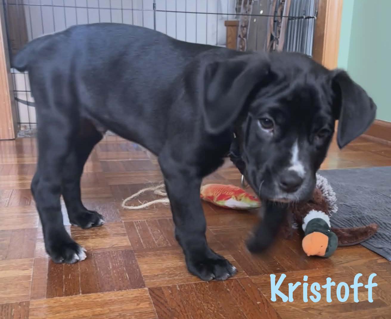 Enlarge Kristoff, an adopted mixed breed in Elburn, IL image 3/4