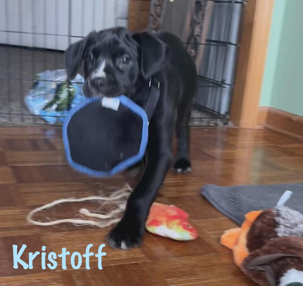 Enlarge Kristoff, an adopted mixed breed in Elburn, IL image 2/4