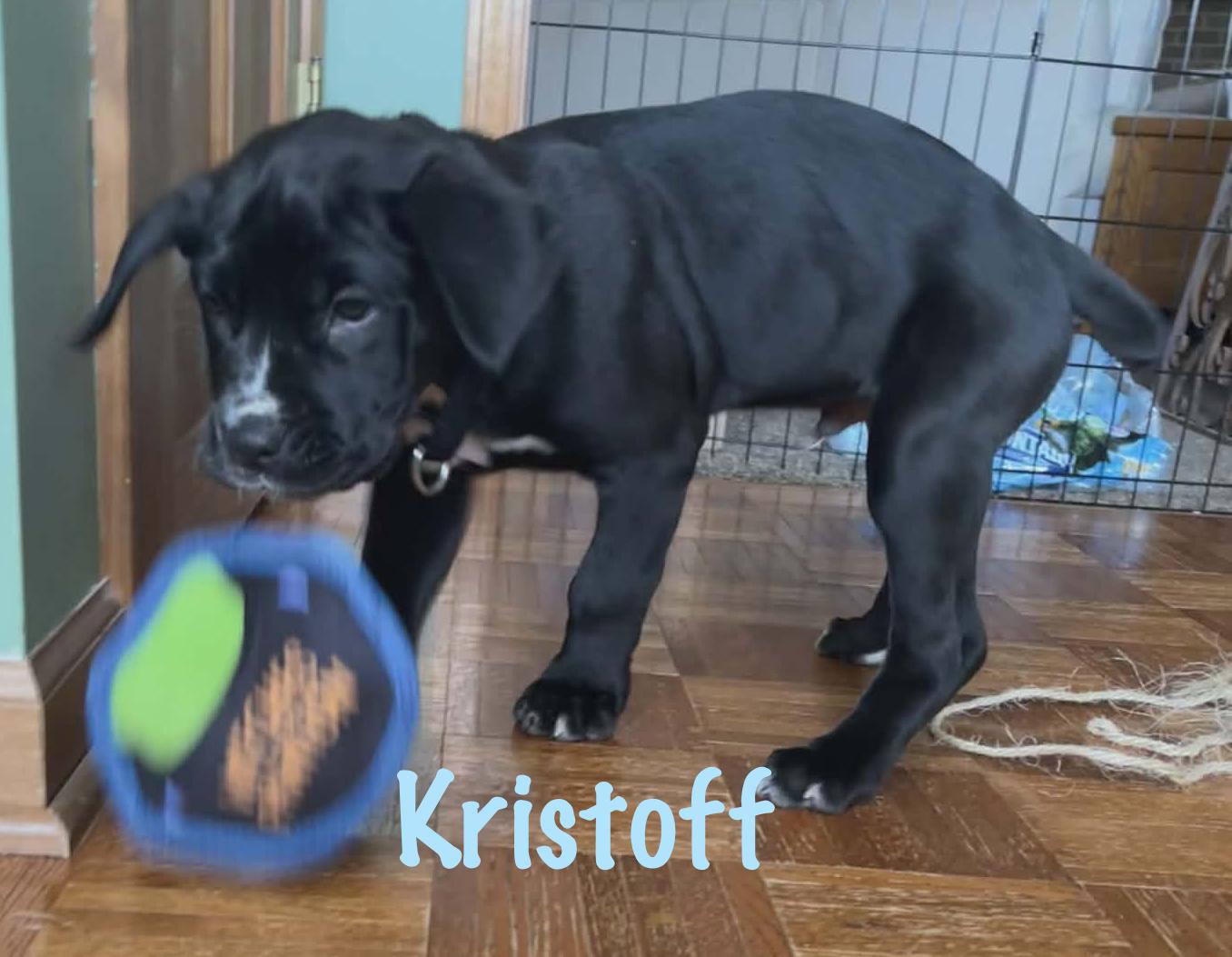 Enlarge Kristoff, an adopted mixed breed in Elburn, IL image 4/4