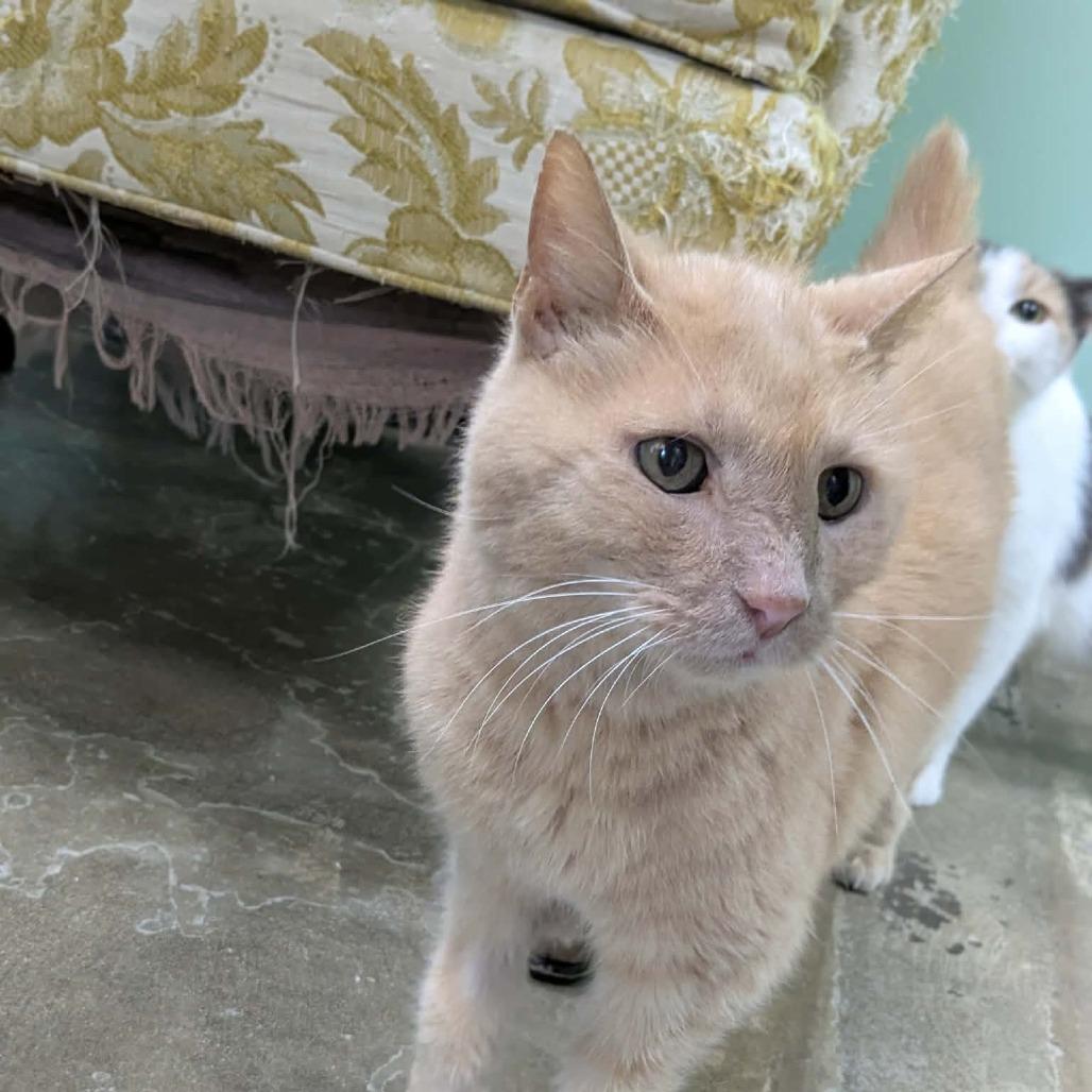 Chester, Adoptable, Senior Male Domestic Short Hair.