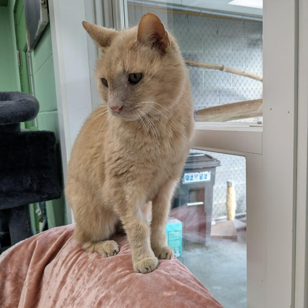 Chester, a Adoptable Domestic Short Hair in Shinnston, WV image 3/3