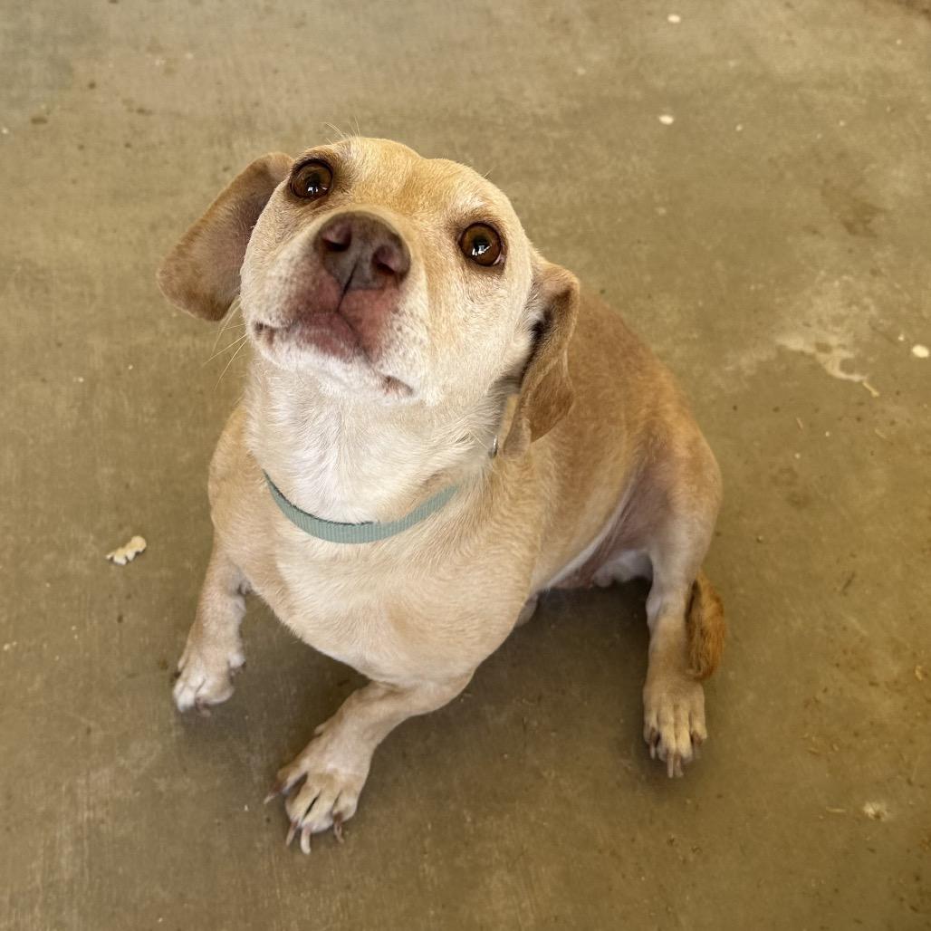 squirt, Adoptable, Adult Female Wirehaired Dachshund & Chihuahua.