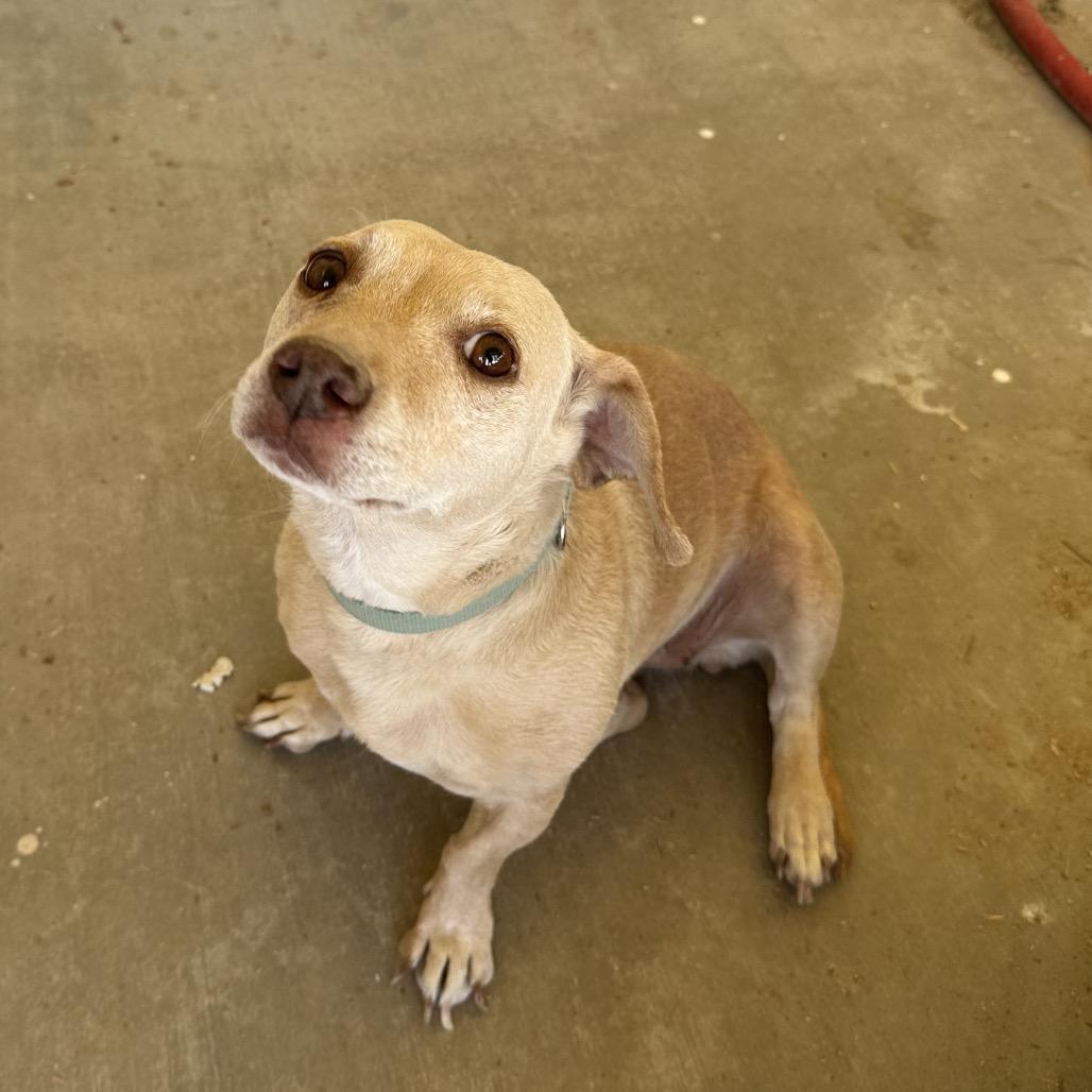 Enlarge squirt, a Adoptable mixed breed in Las Vegas, NV image 2/4