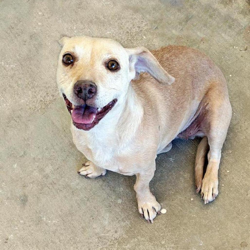 Squirt, Adoptable, Adult Female Wirehaired Dachshund & Chihuahua.