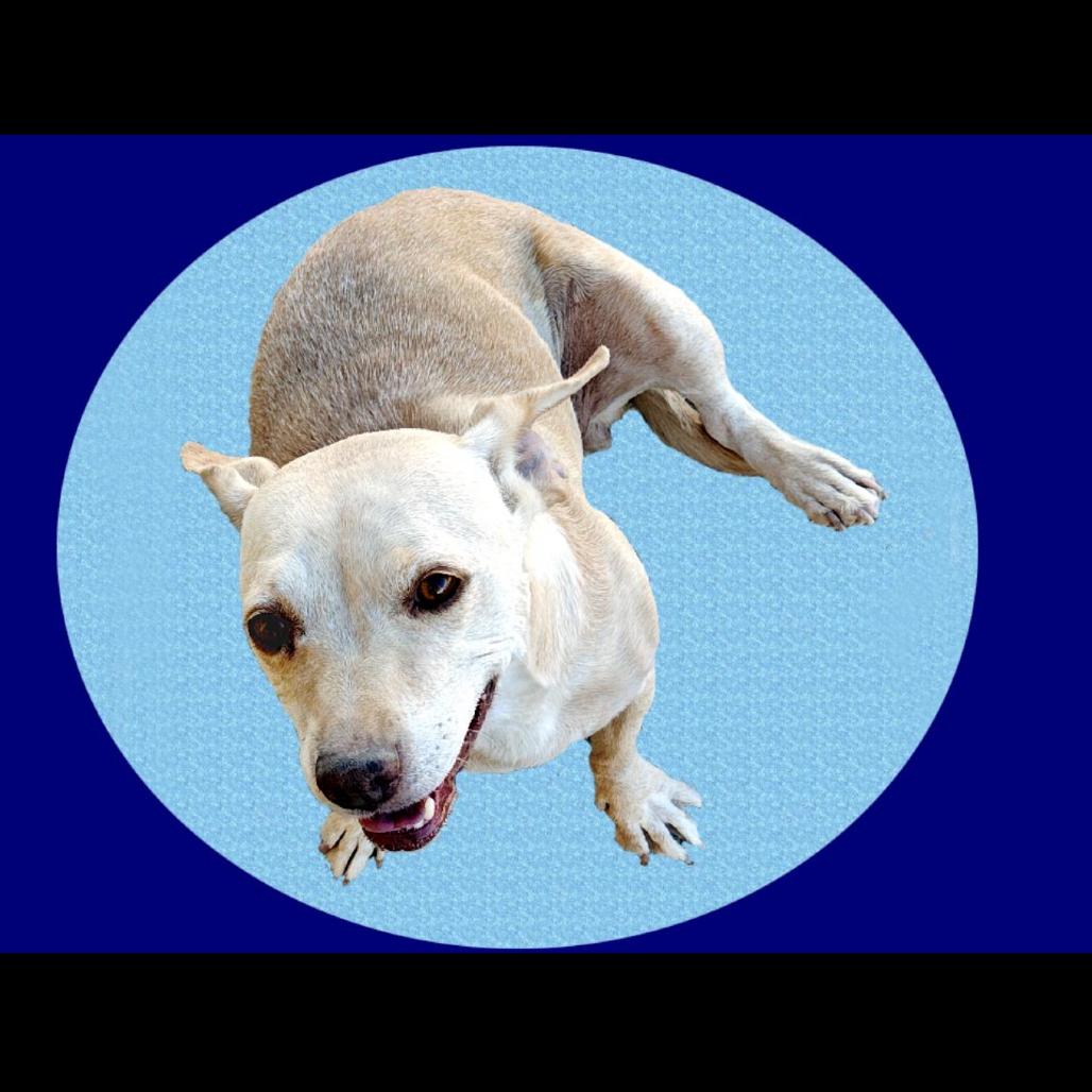 Enlarge squirt, a Adoptable mixed breed in Las Vegas, NV image 4/6