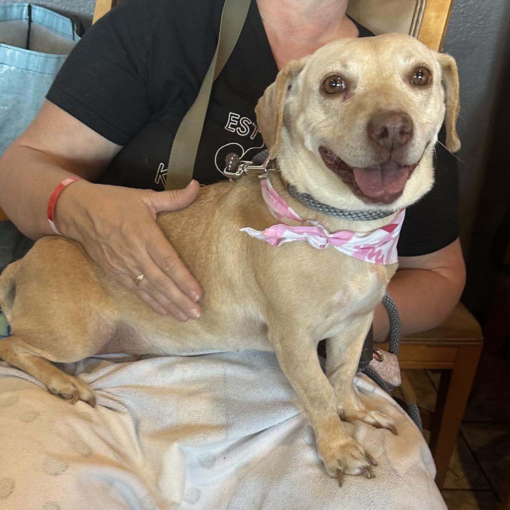 Enlarge Squirt, a Adoptable mixed breed in Las Vegas, NV image 3/6
