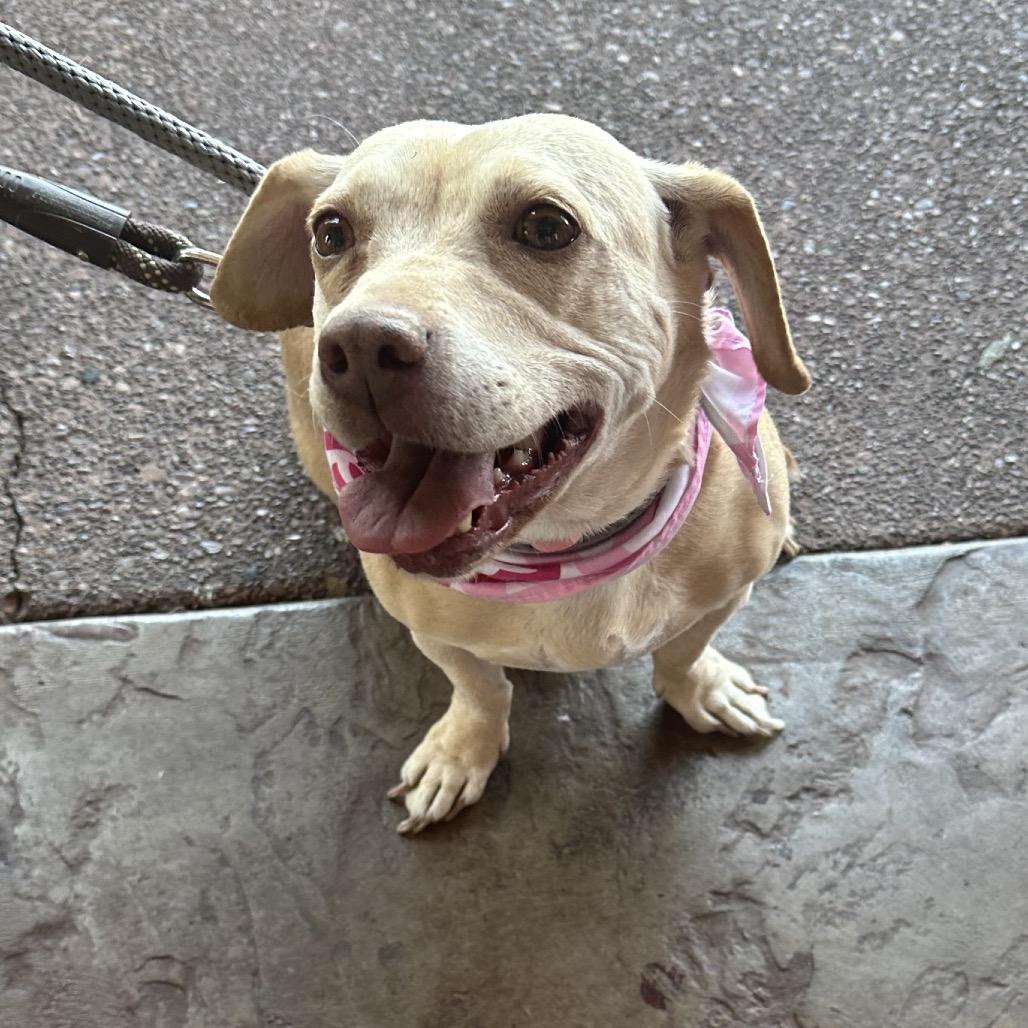 Enlarge Squirt, a Adoptable mixed breed in Las Vegas, NV image 5/6