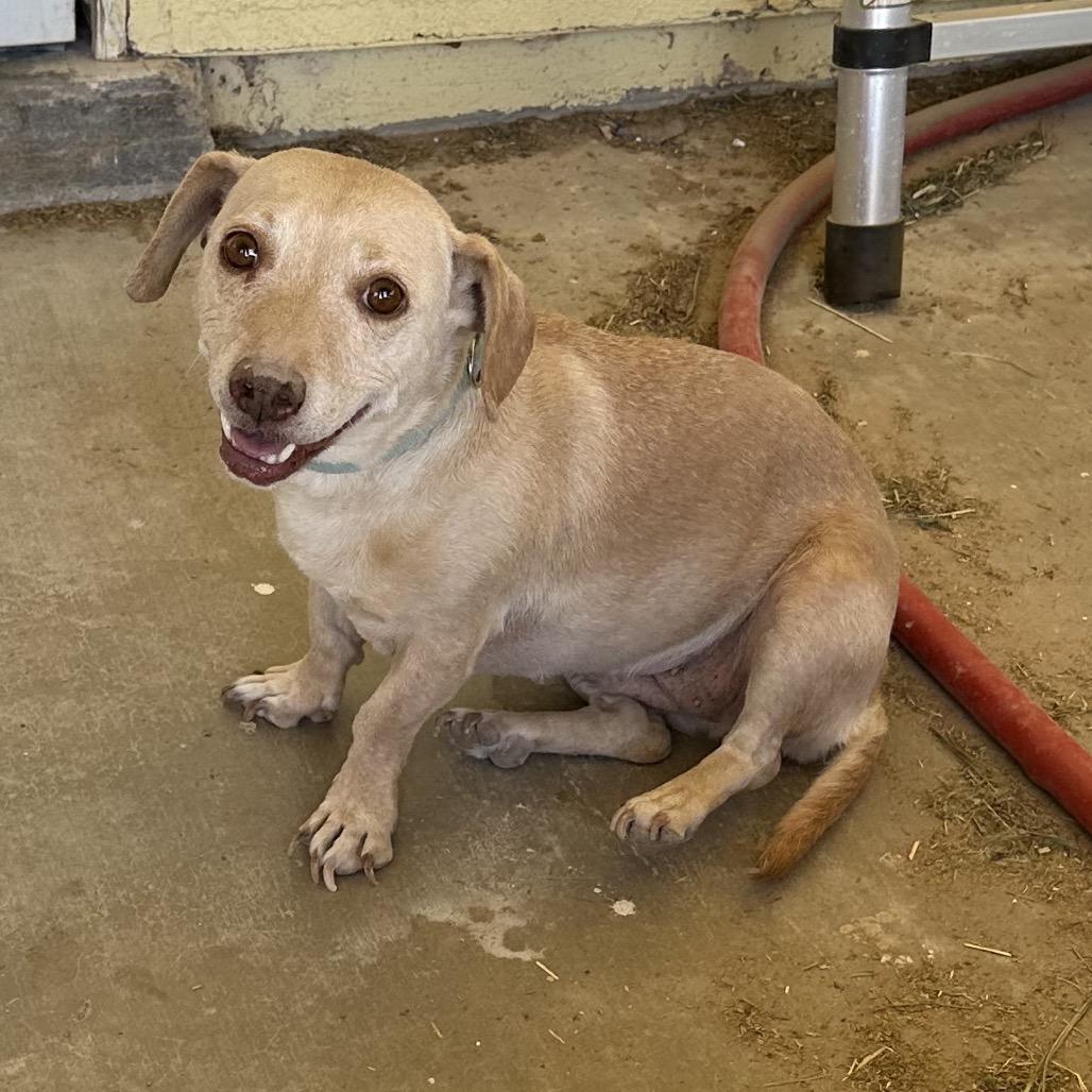 Enlarge squirt, a Adoptable mixed breed in Las Vegas, NV image 4/4