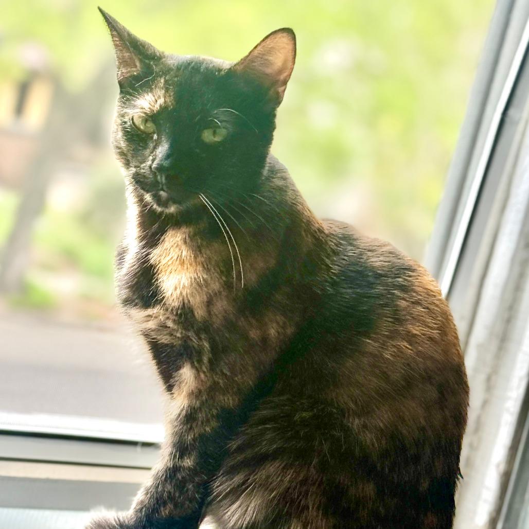 Enlarge Yuchen 22491, a Adoptable Domestic Short Hair in Minneapolis, MN image 1/6