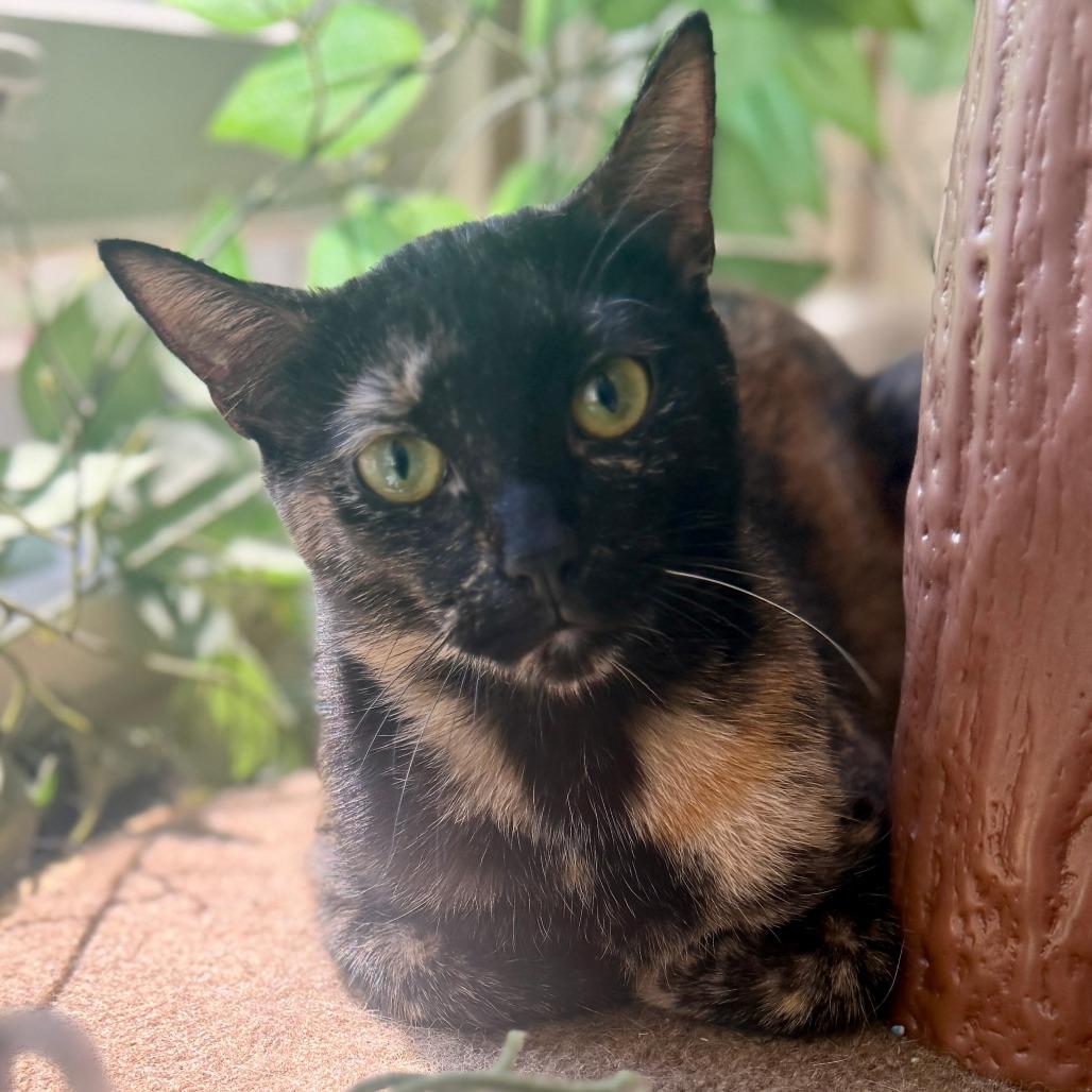 Enlarge Yuchen 22491, a Adoptable Domestic Short Hair in Minneapolis, MN image 2/6