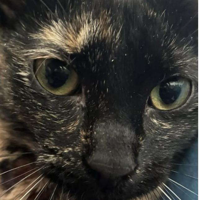 Enlarge Yuchen 22491, a Adoptable Domestic Short Hair in Minneapolis, MN image 3/6