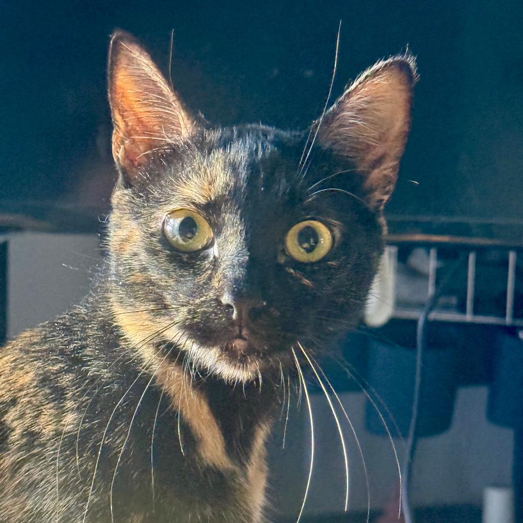 Enlarge Yuchen 22491, a Adoptable Domestic Short Hair in Minneapolis, MN image 4/6