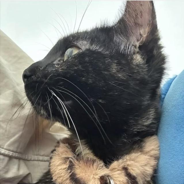 Enlarge Yuchen 22491, a Adoptable Domestic Short Hair in Minneapolis, MN image 5/6