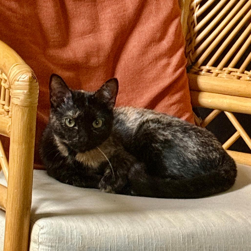 Enlarge Yuchen 22491, a Adoptable Domestic Short Hair in Minneapolis, MN image 6/6