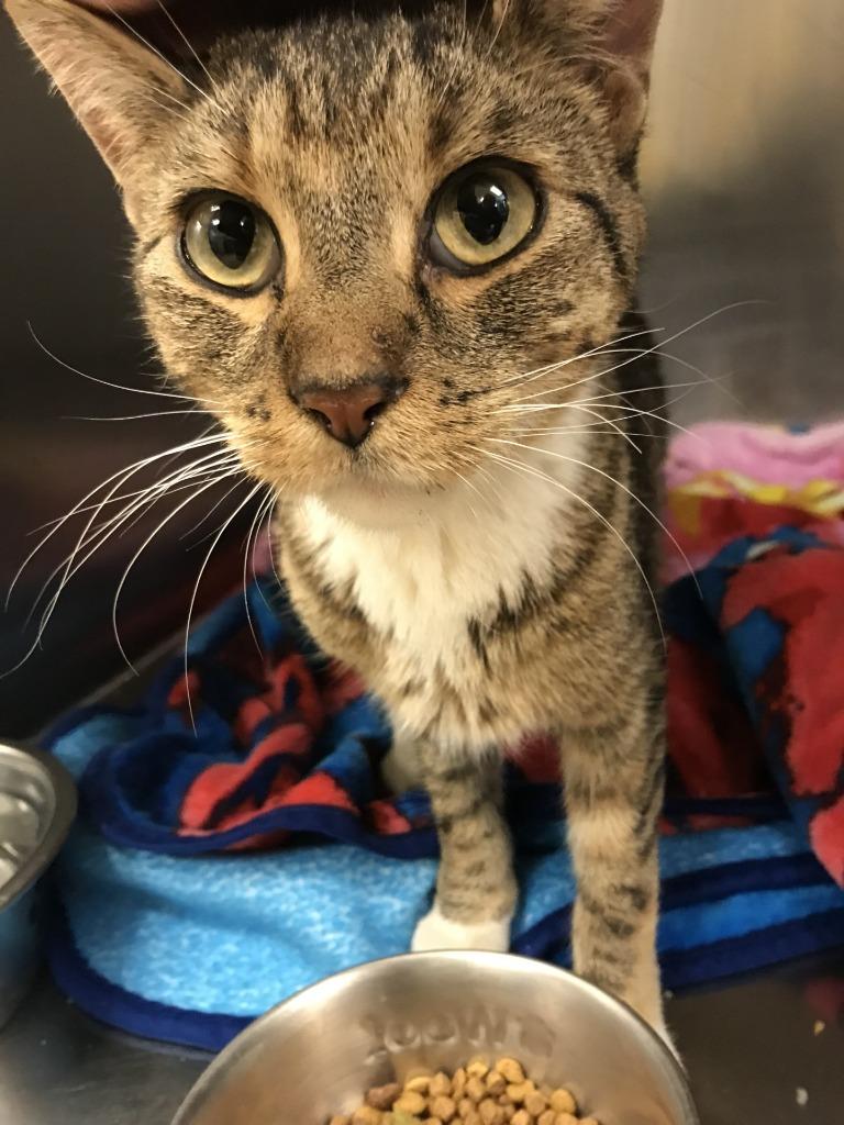 Gift, Adoptable, Adult Female Domestic Short Hair.