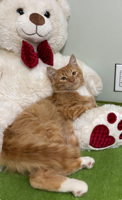 Lasagna, Adoptable, Young Male Domestic Long Hair & Domestic Short Hair.