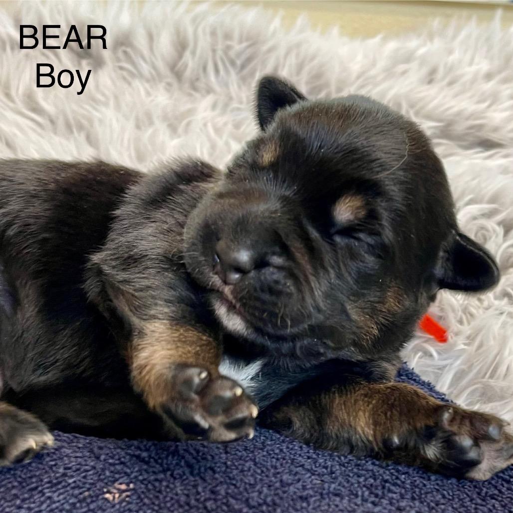 Bear, Adoptable, Puppy Male Shepherd & Cattle Dog.