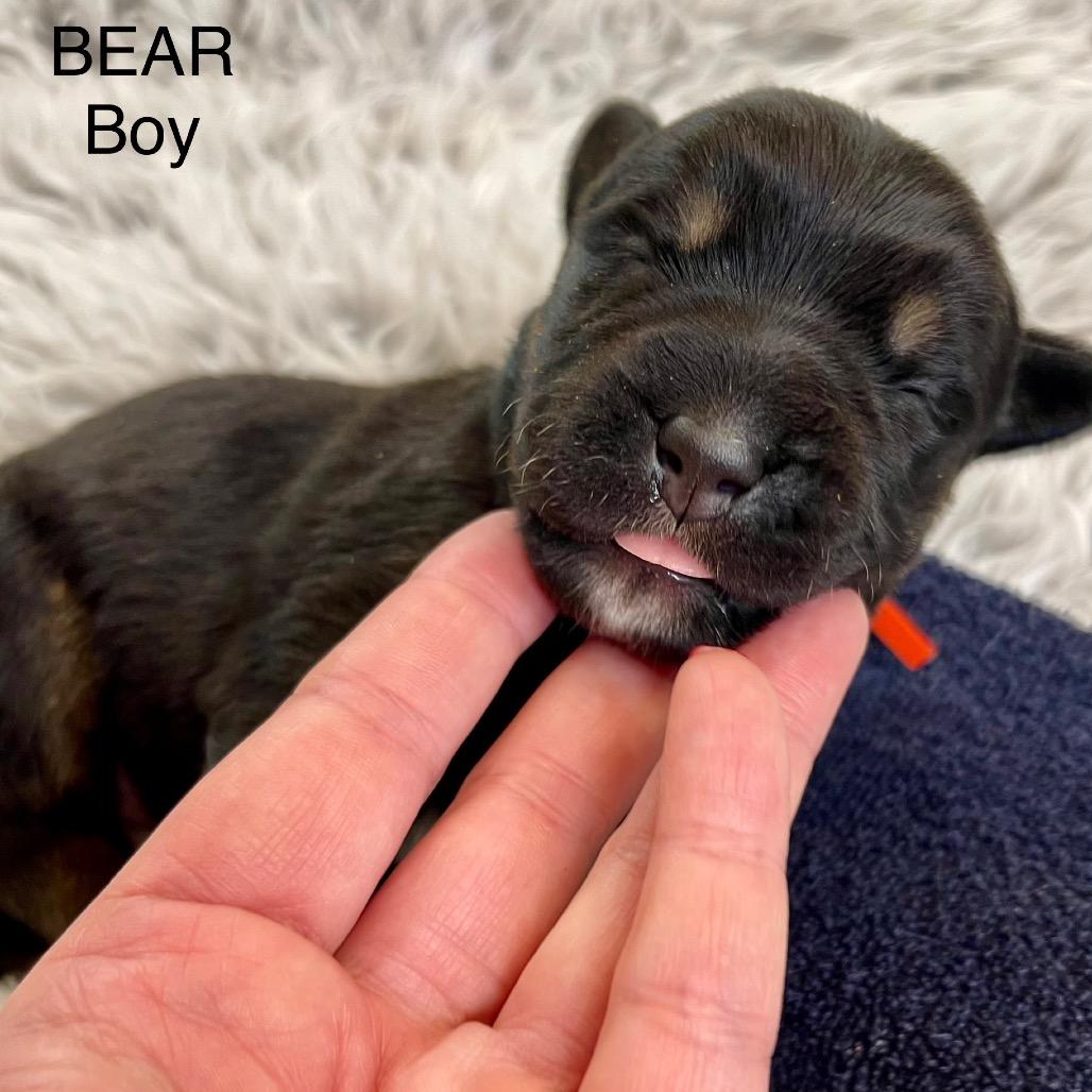 Enlarge Bear, a Adoptable mixed breed in Tacoma, WA image 2/2