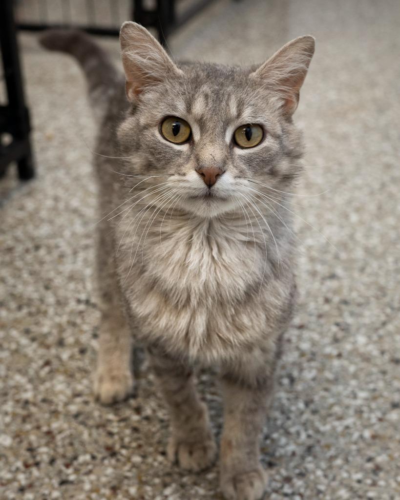 Flipper, Adoptable, Young Male Domestic Short Hair.