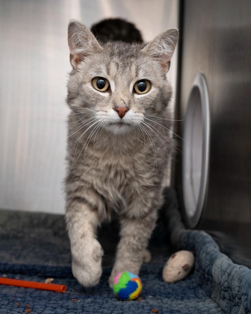 Flipper, a Adoptable mixed breed in Boone, IA image 2/2