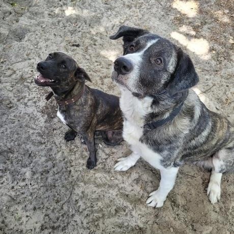 Enlarge Bandit , a ADOPTABLE mixed breed in New Port Richey, FL image 5/6
