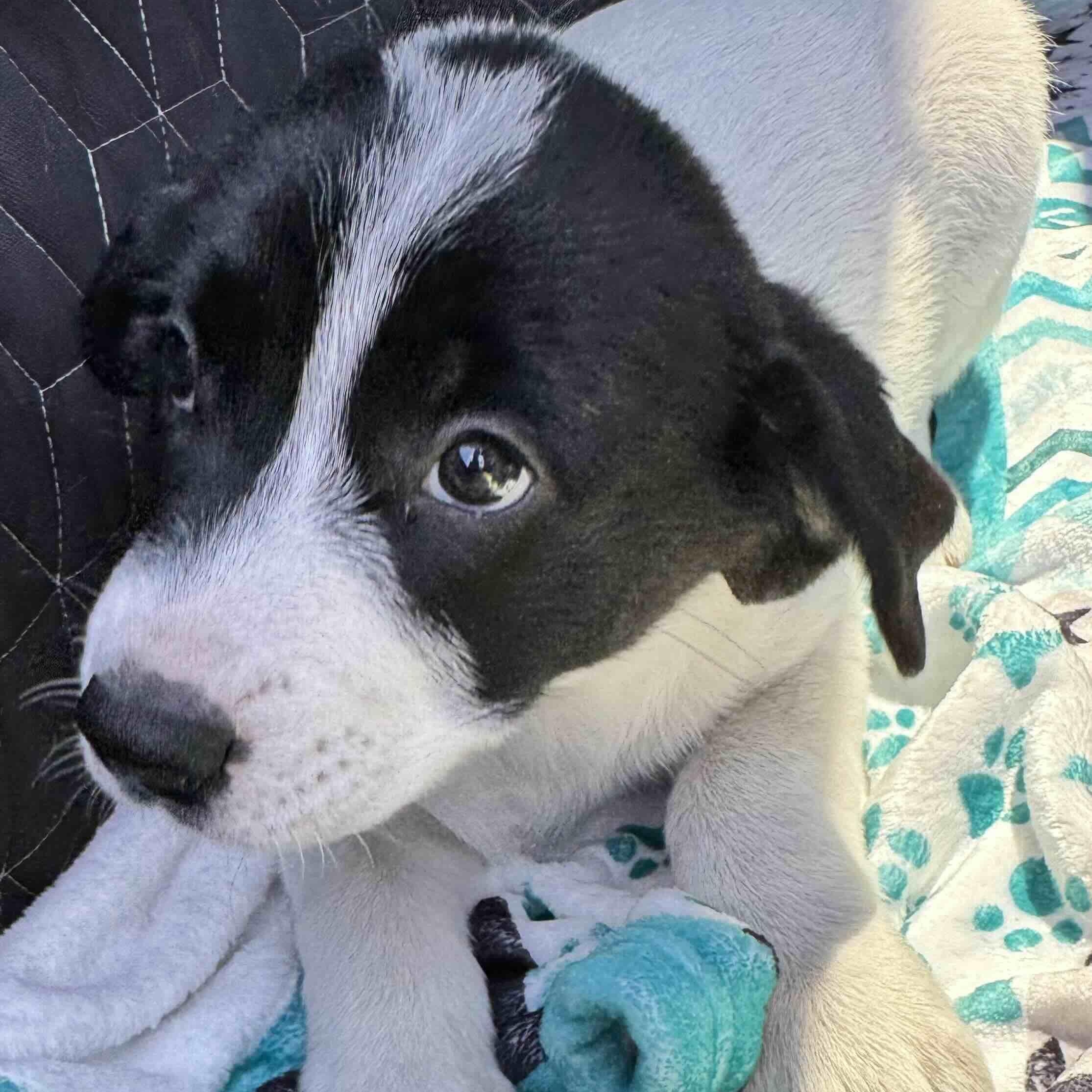 Enlarge Bandit , a ADOPTABLE mixed breed in New Port Richey, FL image 3/6